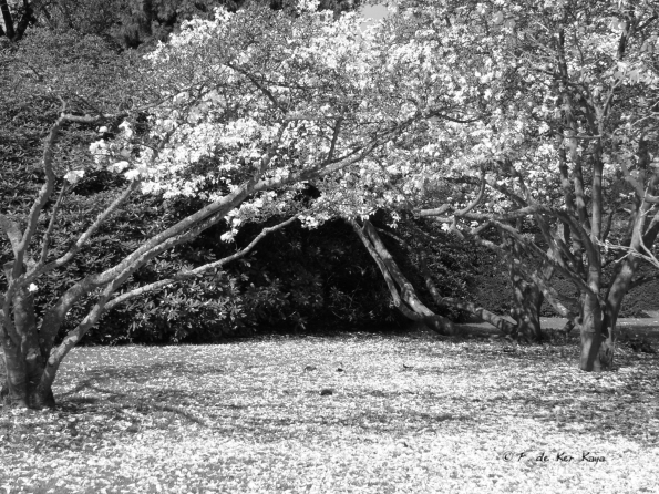 Le Bois des Moutiers (6) avril 2012